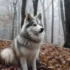 German Shepherd Pomsky Mix: Everything You Need To Know About This Hybrid Breed