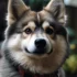 Pomsky American Eskimo Mix: A Guide to this Adorable Hybrid