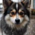 Pomsky Golden Retriever Husky Mix: The Ultimate Guide to This Adorable Designer Dog