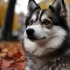 Pomsky and Husky Together: Everything You Need to Know About the Pomsky Mix