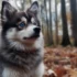 Pomskies and Cats: Are They a Match?