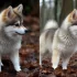 Pomsky: The Real Dog You Need to Know About