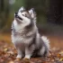 Pomsky Realistic Dog: What You Need to Know Before Getting One
