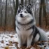 Shipping Your Pomsky: Tips and Tricks for a Smooth Delivery