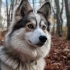 Pomsky Shedding and Allergies: What You Need to Know