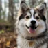 Pomsky Toy Size: A Guide to Understanding This Adorable Breed