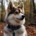 Pomsky Toy Size: A Guide to Understanding This Adorable Breed