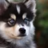 Training Pomsky