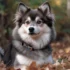 FAQs about Pomsky Dog Breed
