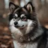 FAQs about Adult Pomsky
