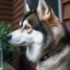 Workout activities for your Pomsky