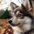 Pomsky Traits and Characteristics: Understanding the Temperament and Behavior