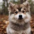 Breeding Pomskies: Everything You Need to Know