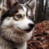 Pomsky Training Tips: How to Train Your Pomsky Puppy