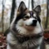 Discover the Unique Personality Traits of Pomskies in the UK