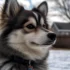 Pomskies Under $500: How to Find Your Perfect Furry Friend