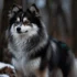 Pomsky Shiba Inu Husky Mix: Understanding The Unique Characteristics Of This Adorable Hybrid