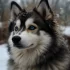 A Guide to Raising a Grown Pomsky: Understanding Their Personality Traits and Exercise Needs