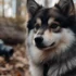 Pomsky Husky Dog: The Ultimate Guide to Understanding this Adorable Breed
