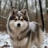 Pomsky Valp: What to Know Before Getting This Adorable Mix Breed