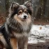 Pomsky Valor: Understanding the Price Range of this Designer Dog