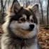 Pomsky Venta Mexico: Find Your Perfect Pomsky Companion