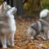 The Benefits Of Owning A Short Haired Pomsky