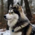 Bluegrass Pomskies: A Guide To This Adorable Breed