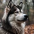 Understanding The Cost Of Pomskies: Factors To Consider