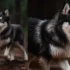 Pomskies For Sale In Las Vegas