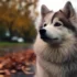 Pomsky Puppies For Sale Near Me: How To Find The Perfect Pomsky Puppy