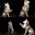 Full Grown Pomsky Size: What To Expect From Your Adorable Hybrid Companion