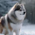 Where To Buy Pomsky Puppies Near Me: A Comprehensive Guide