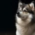 Pomskies For Sale Under $500 Near Me: Tips For Finding A Affordable Pomsky