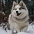 Pomsky AKC Registration: Understanding The Breeding Standards