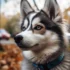 Adopt a Pomsky Today: Find Available Pomskies for Adoption