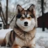 Long-haired Pomskies: Grooming Tips and Tricks