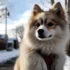 Pomsky Issues: Understanding Common Health Risks to Watch For