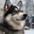 Stunning Images Of Pomskies: The Perfect Companion For Your Family