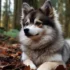 White Pomsky with Blue Eyes: A Complete Guide to This Stunning Breed