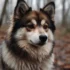 Grooming Tips For Your Pomsky: How To Keep Your Furry Friend Looking Their Best