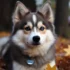 Pomsky Wooly Coat: Understanding the Characteristics of This Adorable Hybrid