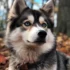 Pomsky Wood Kennels: The Ultimate Guide to Raising Healthy and Happy Pomskies