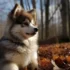 Pomsky Wooly Coat: Understanding the Characteristics of This Adorable Hybrid