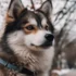 Best Pomsky Breeders: Where To Find Top-Quality Pomskies