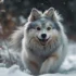 Pomsky Rescue NY: Where To Find Pomskies In Need Of A Home