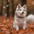 Yuki the Pomsky: Everything You Need to Know About This Adorable Mix Breed