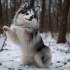 Pomsky Zorro: A Guide to Understanding the Personality Traits of Pomskies