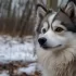 Pomsky Puppies for Sale: Find Your Perfect Companion Today