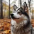 Pomsky Adulte: What You Need to Know About Your Fully Grown Pomsky